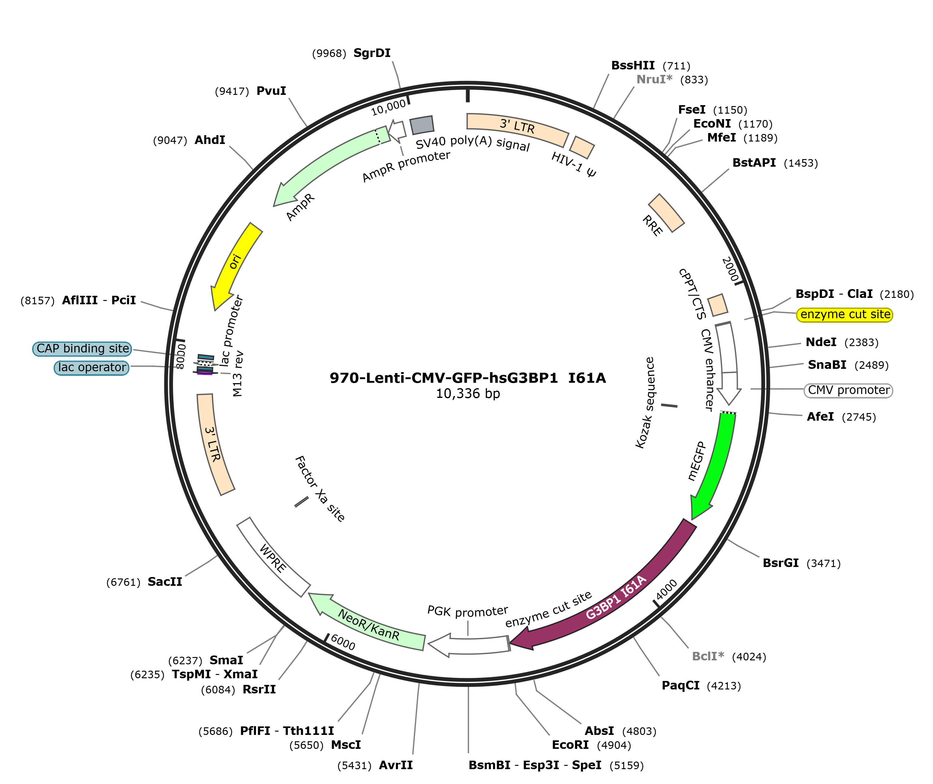 Lenti-mEGFP-hsG3BP1 I61A载体图谱.png
